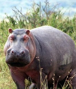 动物世界之河马,巨大的下颚,在水中长达18小时