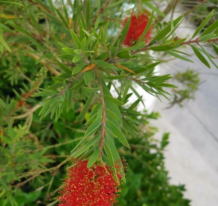 这花真个性，开花像是“毛刷子”，红彤彤的特招财