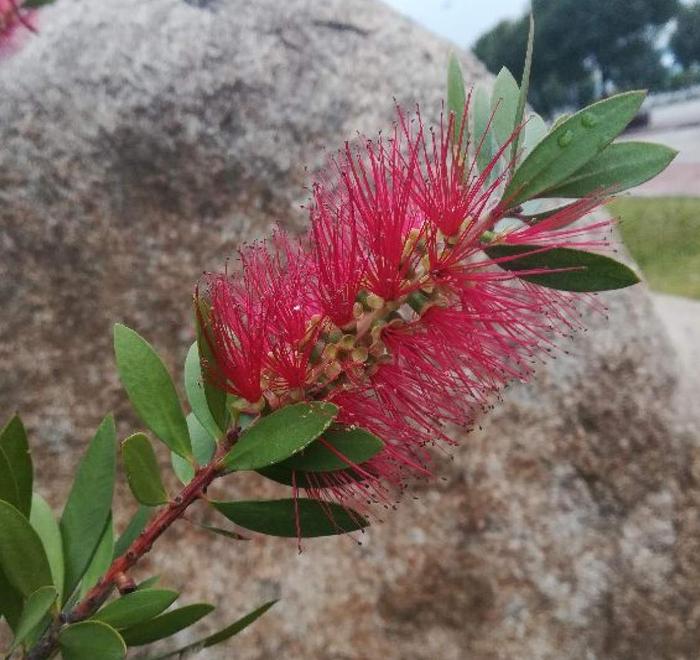 这花真个性，开花像是“毛刷子”，红彤彤的特招财