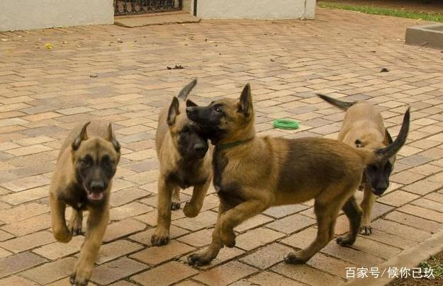 为什么那么多人喜欢马犬这几点很重要,一定要从小养起