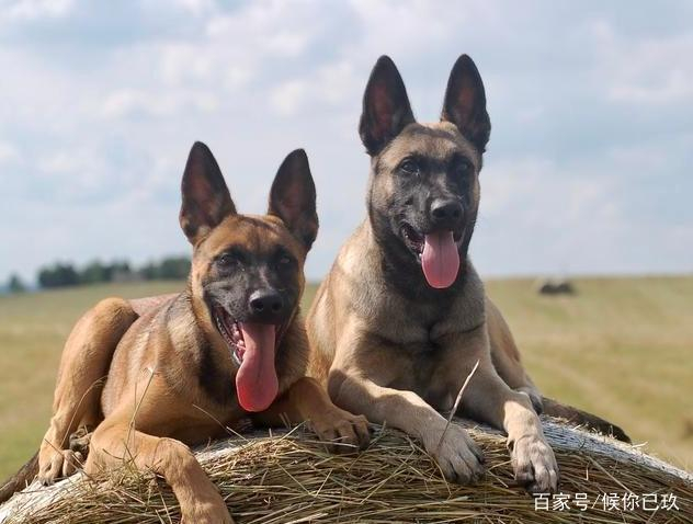 为什么那么多人喜欢马犬这几点很重要,一定要从小养起