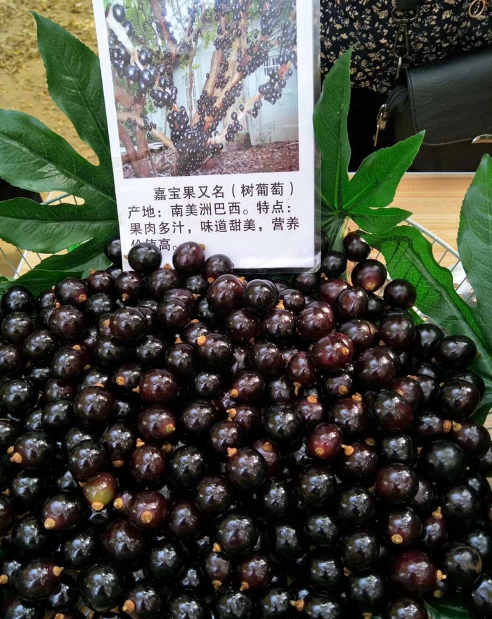这"假葡萄"大叔卖100元一斤,见过的人不多,营养丰富味美多汁