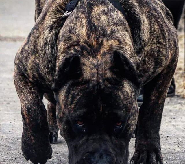 猛犬话题，养公狗好还是母狗好