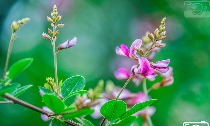 寻找美丽的花朵·盛开在清新夏日的胡枝子花