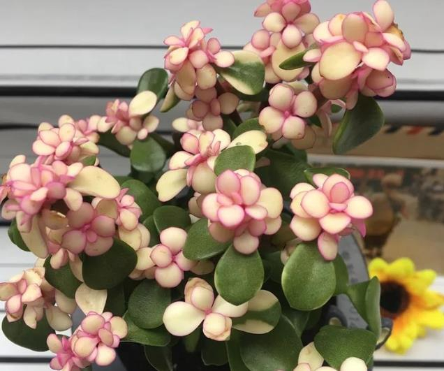 多肉药锦是怎么回事不小心买到药锦怎么办