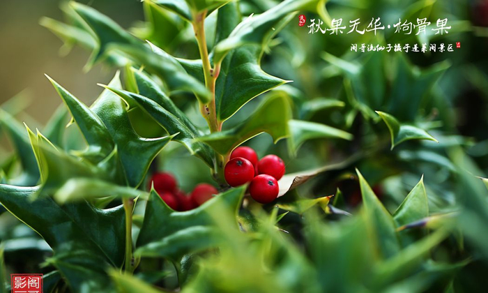 阁哥影画-秋果无华-枸骨果