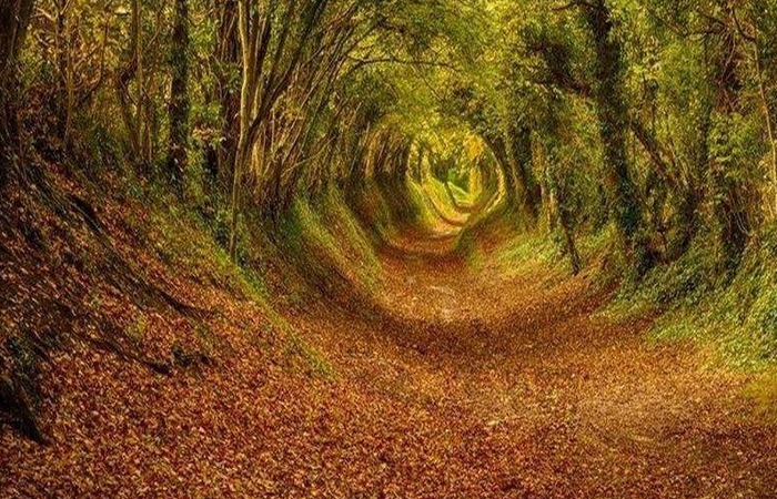 世界最美的植物隧道，中国也有两条，你去过吗？|比勒陀利亚|波恩_新浪新闻