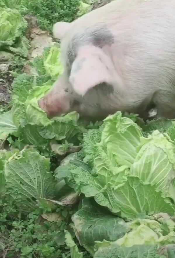 一只猪疯狂吃大白菜，网友：好白菜都被猪拱了！