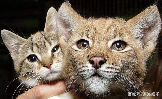 野生猞猁与家猫一起长大,虽然体型差超多但还是好朋友|小猫|空间|动物园|游客|猫科_新浪新闻
