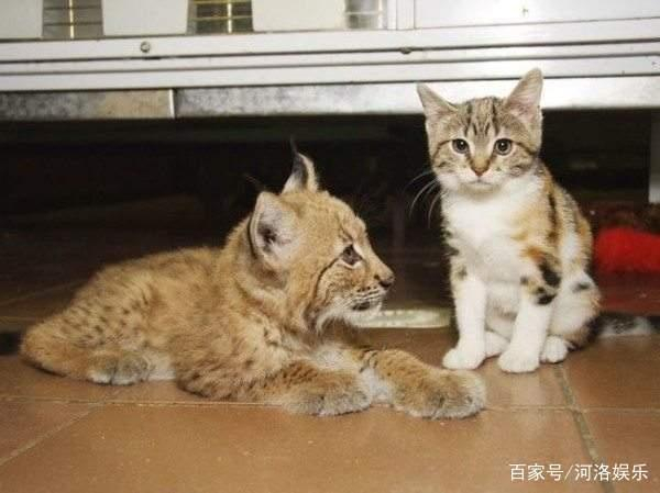 野生猞猁与家猫一起长大,虽然体型差超多但还是好朋友|小猫|空间|动物园|游客|猫科_新浪新闻