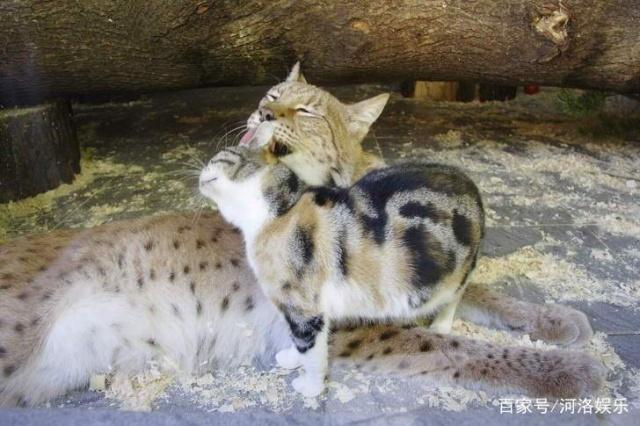 野生猞猁与家猫一起长大,虽然体型差超多但还是好朋友|小猫|空间|动物园|游客|猫科_新浪新闻