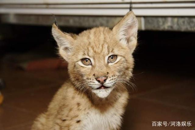 野生猞猁与家猫一起长大，虽然体型差超多但还是好朋友|小猫|空间|动物园|游客|猫科_新浪新闻