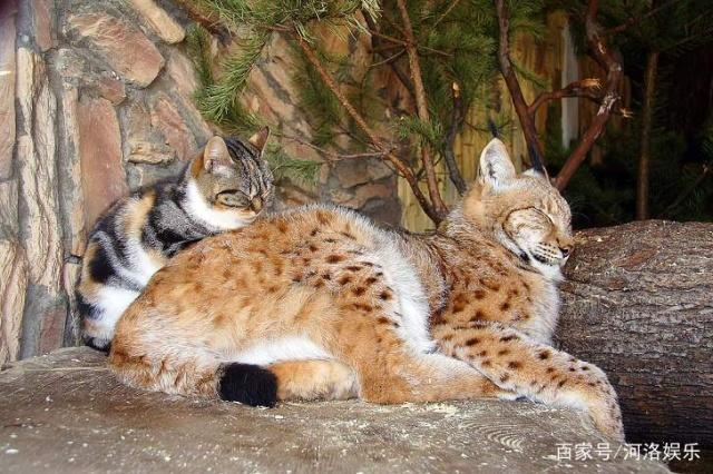 野生猞猁与家猫一起长大，虽然体型差超多但还是好朋友|小猫|空间|动物园|游客|猫科_新浪新闻