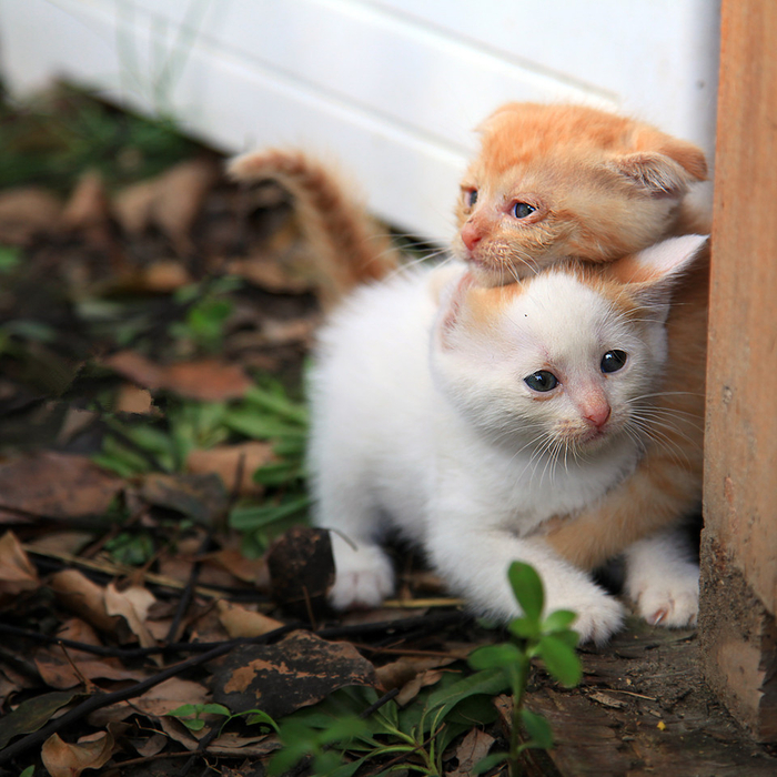中国本土猫——中华田园猫
