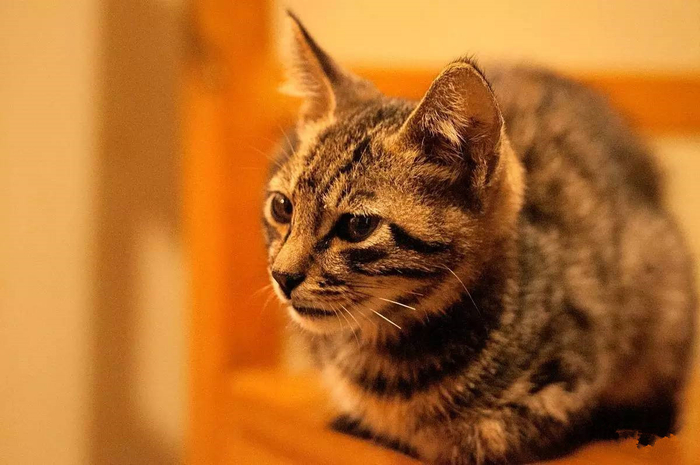 中国本土猫——中华田园猫