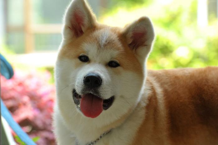 日本第一犬——秋田犬