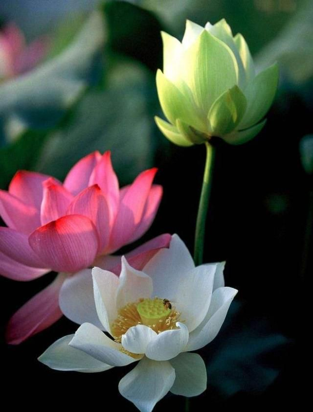 佛教:供养灯香花果时,了解背后的含义,功德无量!|供水|佛教|菩萨_新浪新闻