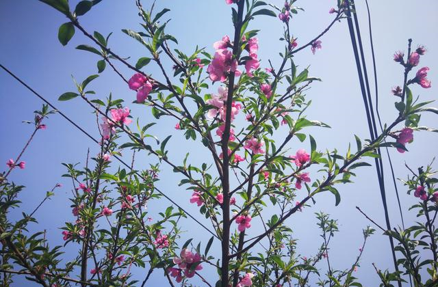 原始美的台口,深居闺阁人未知 家乡美系列 杜明松