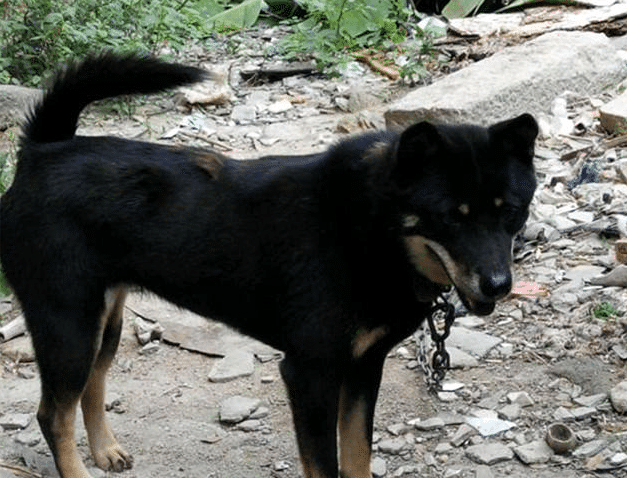 传说中的四眼狗, 中华田园犬, 看家护主的绝佳选择!|_新浪新闻