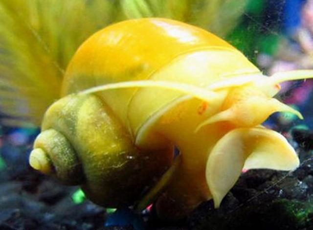 水族箱里饲养这种螺,堪称清缸小能手,值得一看!|_新浪新闻