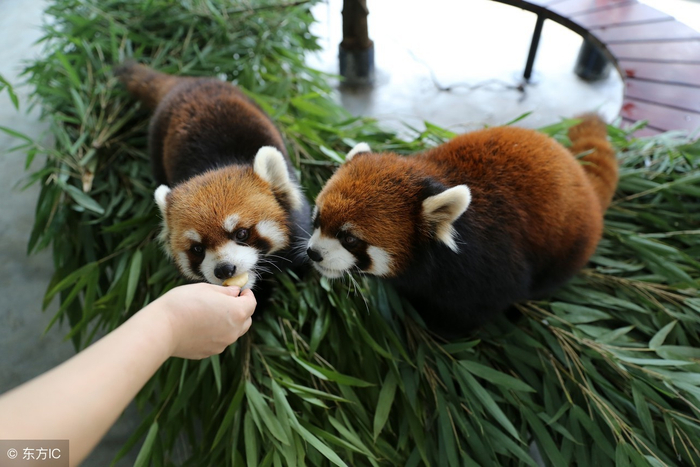 小熊猫 四川成都熊猫基地的小熊猫- Bing Gallery · Peapix