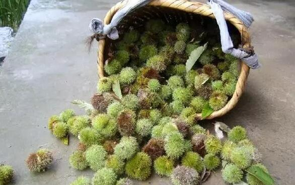资源一些山里的毛栗熟了,你想吃不?