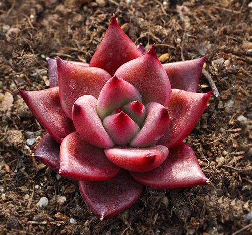 罗密欧,金牛座多肉植物,养出通体血红色,只需要做好这一点