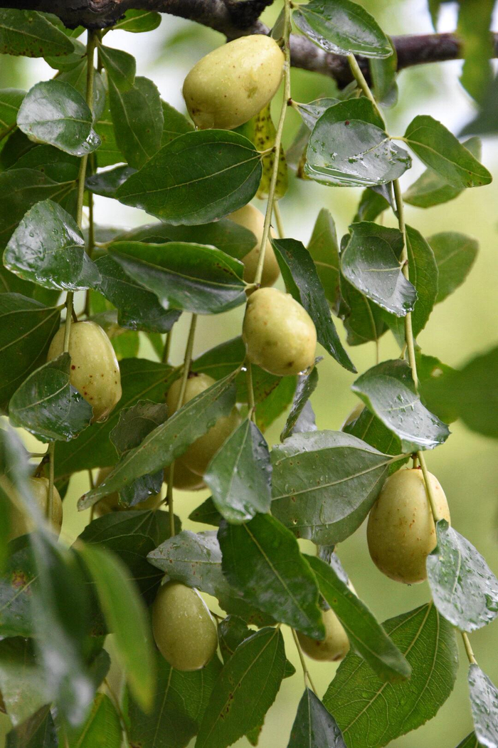 第一次见长在树上,有"天然维生素丸"美誉的红枣20图|红枣|美誉|植物