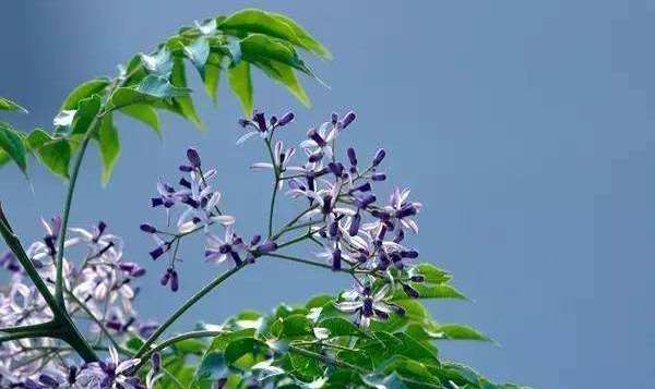 楝花(苦楝)的简单介绍|苦楝|卵形|川楝|中性土|椭圆形_新浪新闻