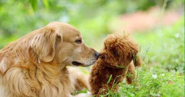 二代大狗和大狗plus 哪个更值得买 哈弗二代大狗对比长安UNI-K谁更强