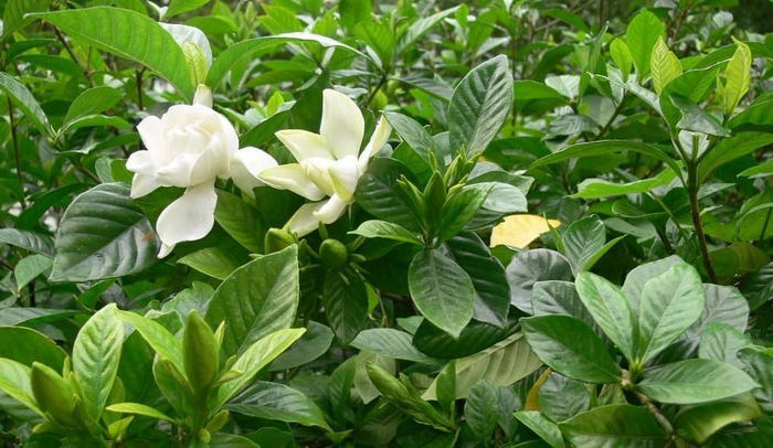 小叶栀子(雀舌花)的简单介绍