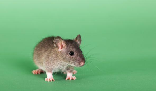 生肖鼠：出生在几个月的鼠人“最好命”，老人说的没错！