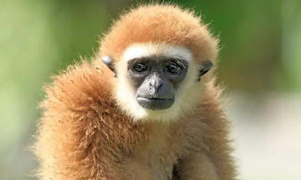 陆地生物之你对美丽大马猴知多少？