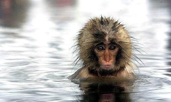 陆地生物之你对美丽大马猴知多少？