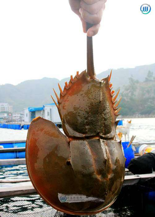 上下川岛特色海鲜史前生物海鲎-海底坦克-你吃过吗