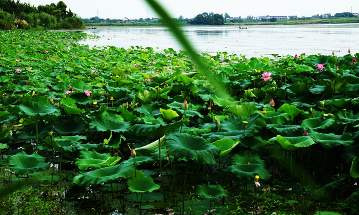 湖北枝江:大美湿地——金湖