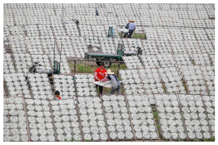 嵊州榨面被称江南第一面 小乌溪江边晒榨面成独特风景|浙江|嵊州市|农民|甘霖镇|农村_新浪新闻