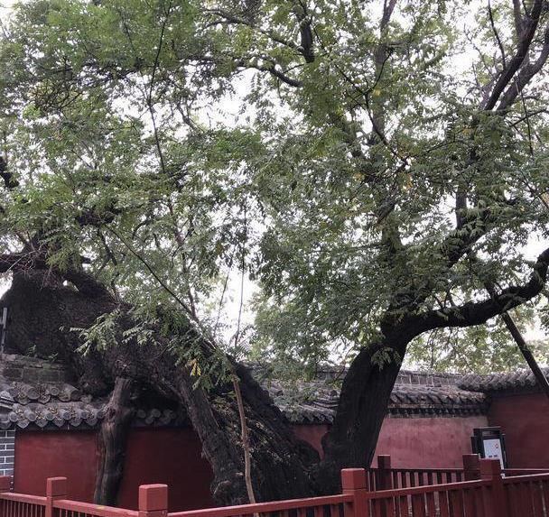 去邹城，游孟庙，感受孟子的浩然之气_新浪新闻