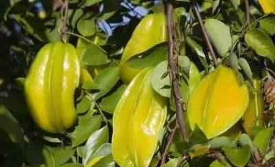 杨桃什么时候最好吃?怎么挑选?