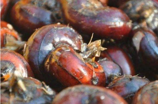 盘点5种奇葩的水生食物 你都吃过吗