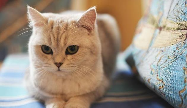 你家的猫咪听话吗？教你让猫咪听话的方法，简单又有效