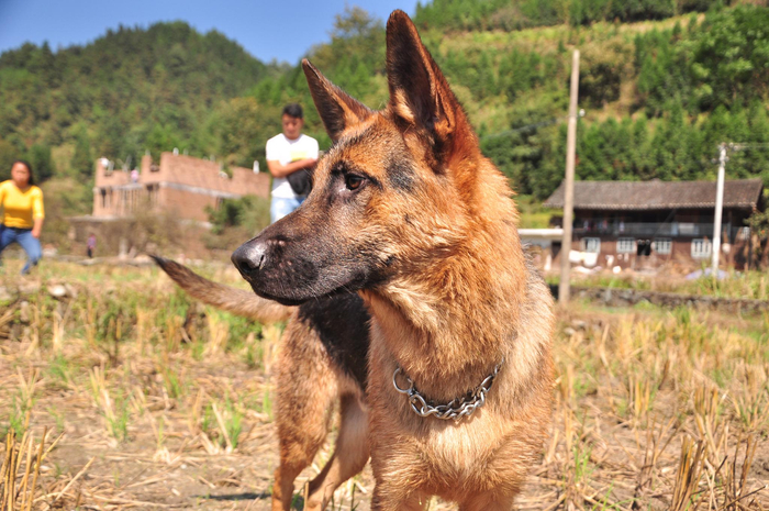 昆明犬十个月啦,90后铲屎官带着开始加强训练,看看猛不猛啊昆明犬十个