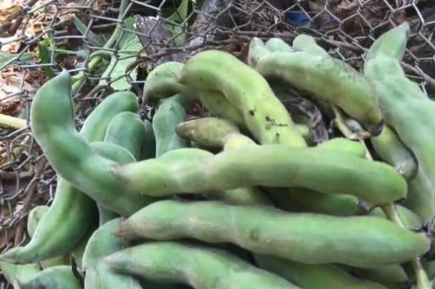 “狗爪豆”你有见过吗？很像豌豆且周身还长毛，是农家人的最爱