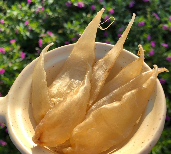 鱼胶/花胶种类介绍