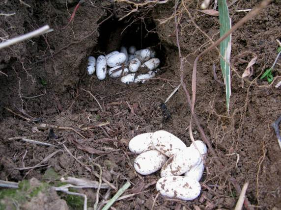 男子在野外散步发现一窝蛇蛋,带回家孵化时这让他心惊不已!