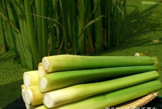 茭白是怎样形成的?茭白生长发育期如何划分?|温度|植株|高笋|发根|气温_新浪新闻