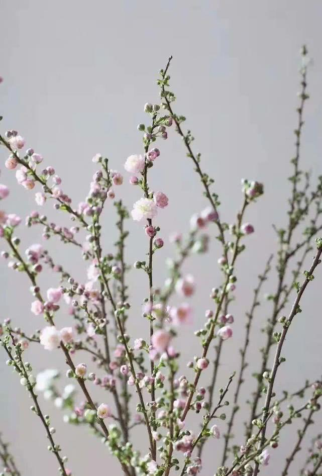 春天之雪重瓣珍珠李花