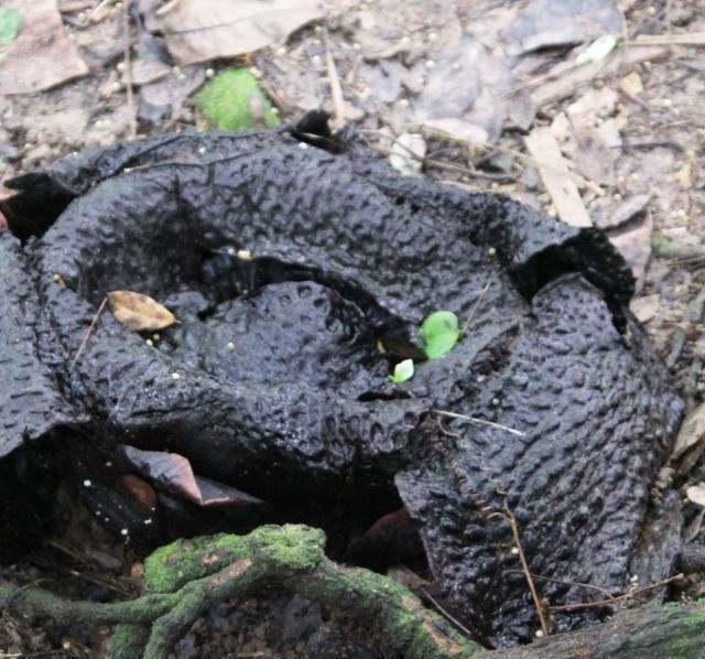 世界之最植物篇:大王花也叫食人花,一生只开一朵,腐臭难以忍受