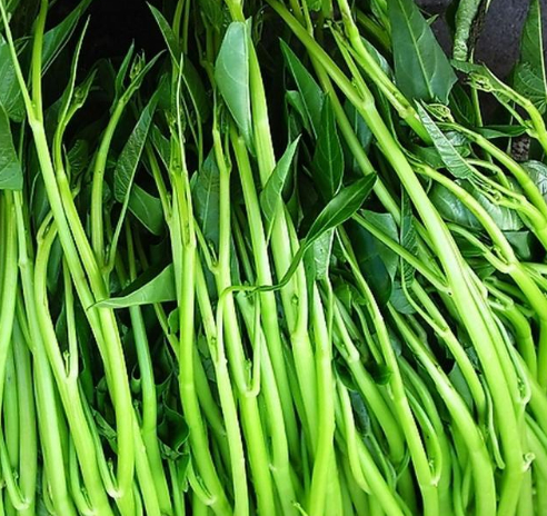 皮|蕹菜|博白|博白县_新浪新闻