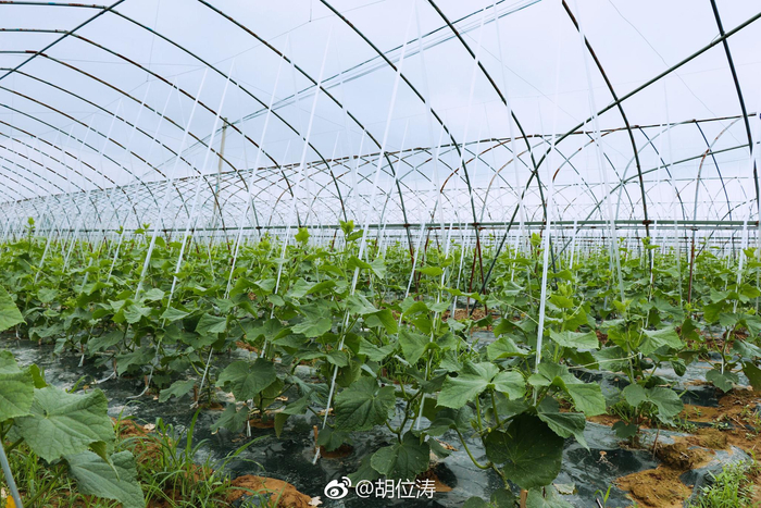 乐安河下游南岸,是"江南菜乡"乐平一个重要蔬菜生产基地,发展无公害